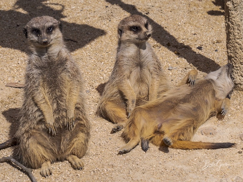 Erdmännchen beim Chillen