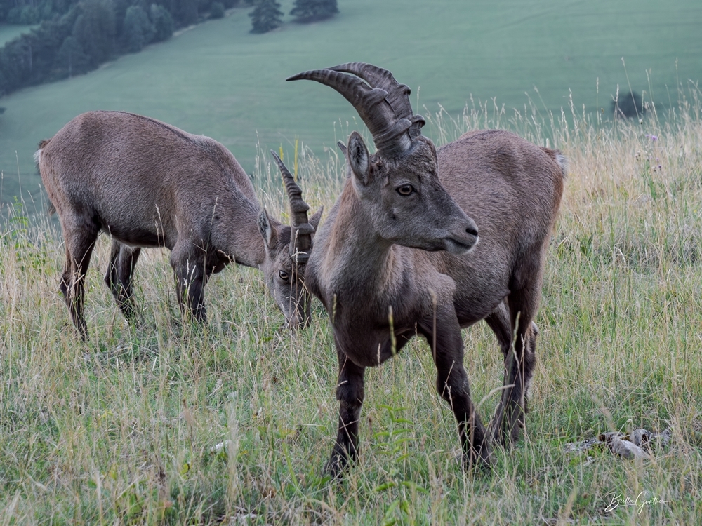 Steinbock