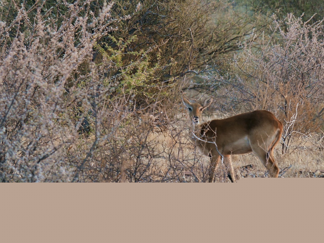 Tiere_2