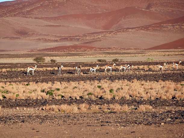 Springböcke in Sossusvlei