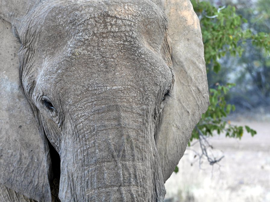 Wüstenelefant 2