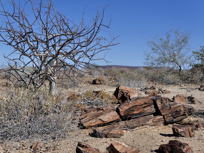 Petrified Forrest