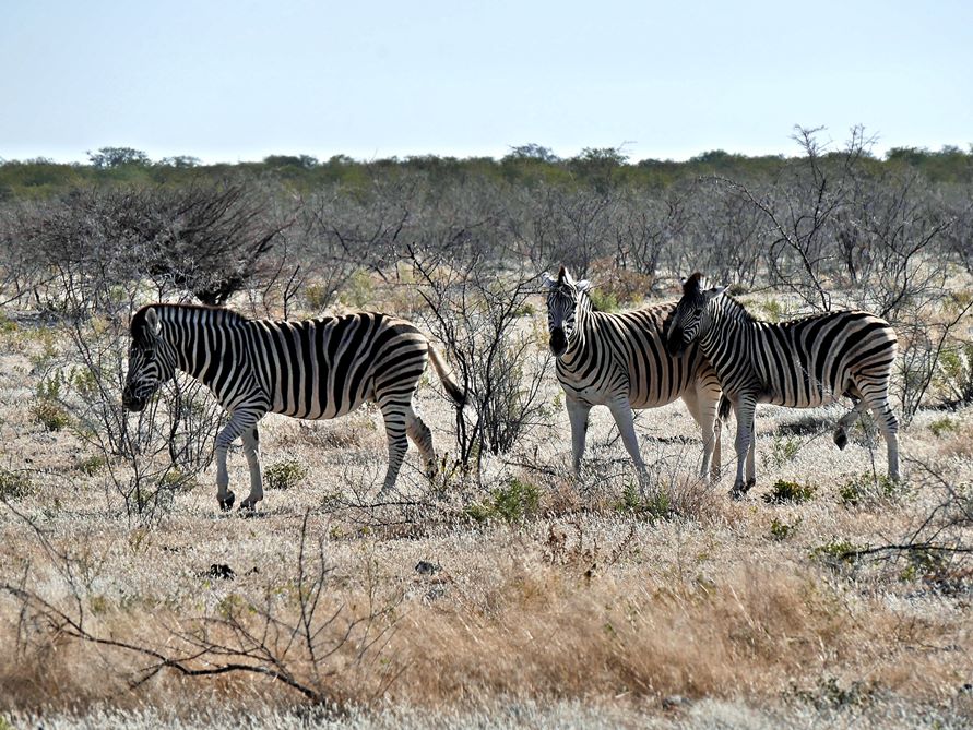 Zebras