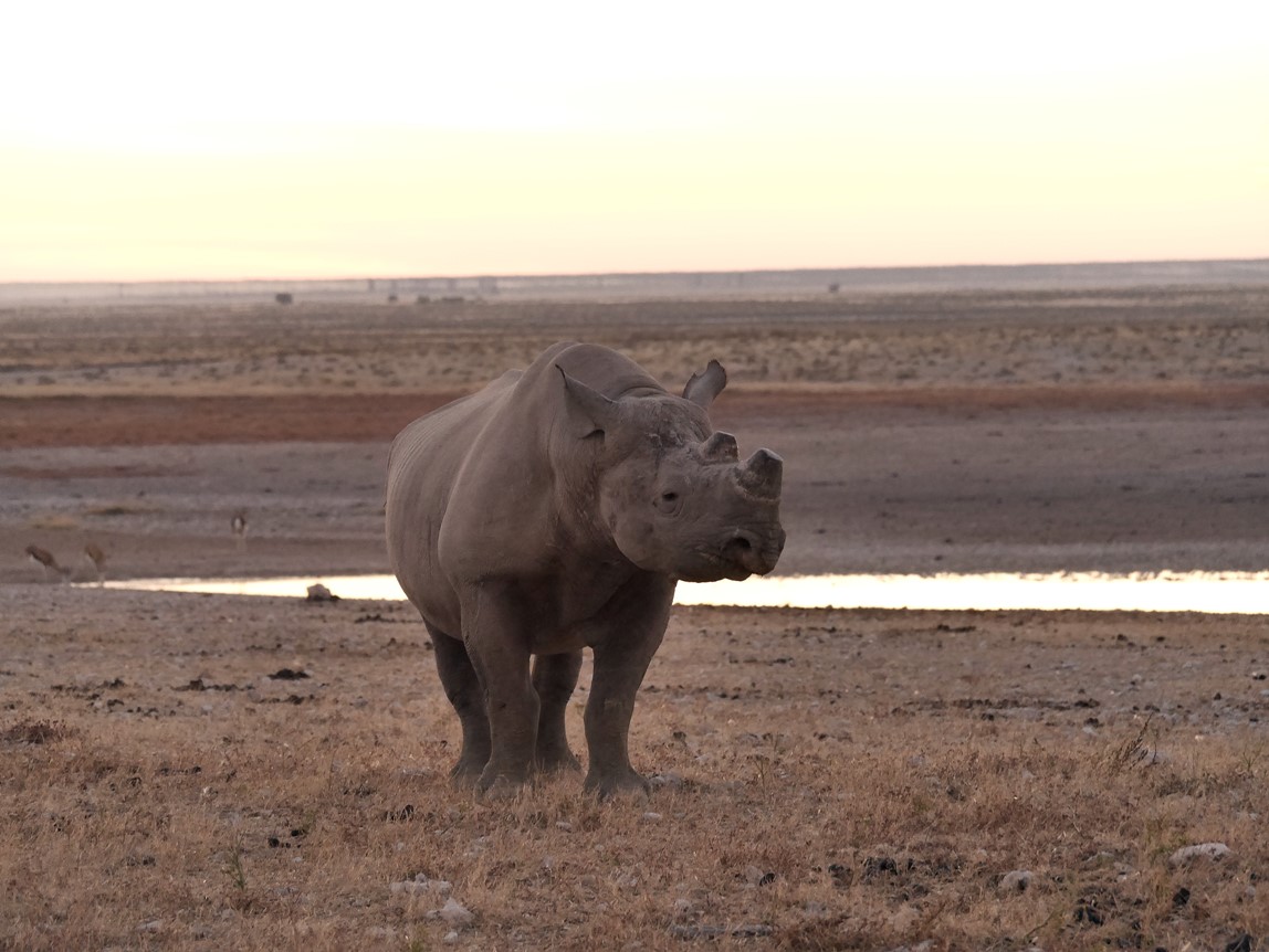 Nashorn