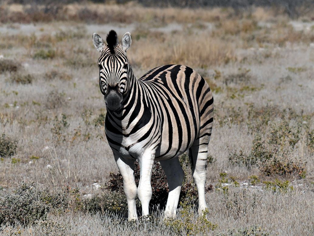 Zebra