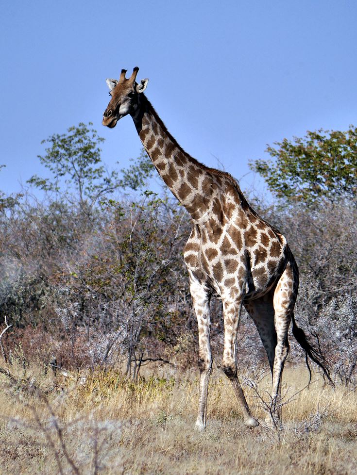 Giraffe