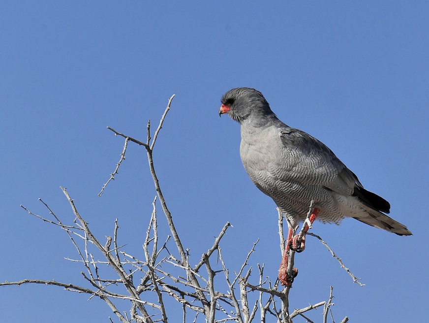 Greifvogel