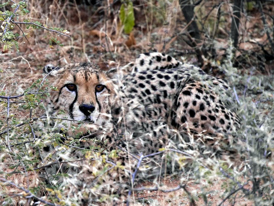 Gepard 1