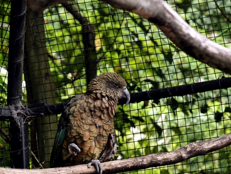 Kea