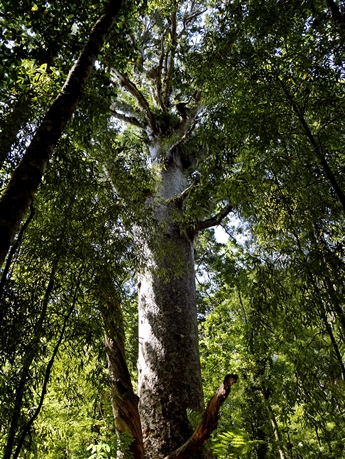 Kauri Baum