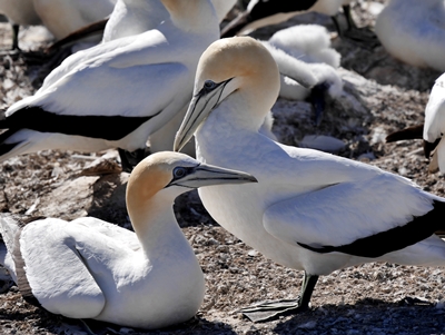 Gannets 1