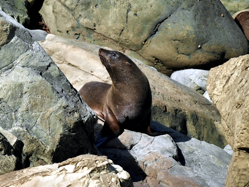 Sea lion