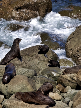 Sea lion